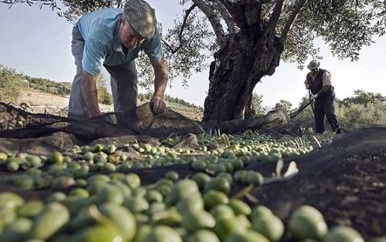 LA PROVINCIA DONDE MÁS BAJA EL PARO, gracias a la aceituna!!!