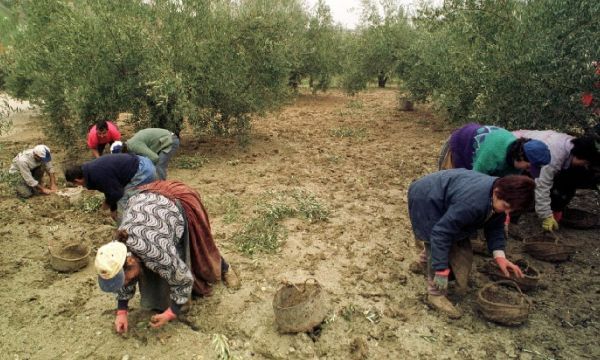 CRÓNICA DEL DÍA: JAÉN RECOGE SU ACEITUNA…Y VUELVE LA ITI