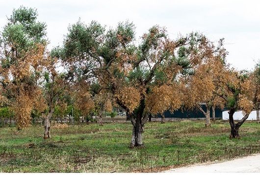 Los primeros daños de Xylella