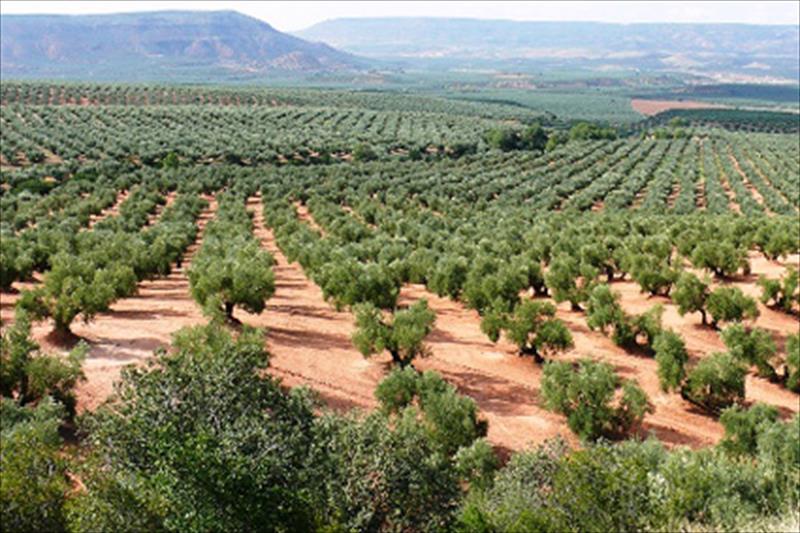 El «mar de olivos» de Jaén quiere ser Patrimonio de la Humanidad