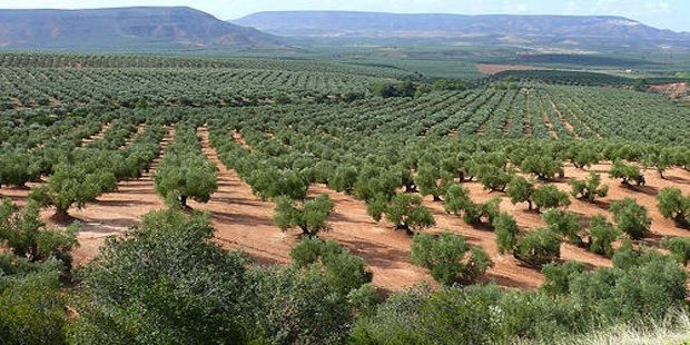 LA PROVINCIA, EN PIE PARA DEFENDER SU OLIVAR Y SU ACEITE