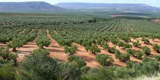 JAÉN VA DESTERRANDO SU SANTA RESIGNACIÓN, TANTAS RENUNCIAS ENVUELTAS EN BELLA PALABRERÍA