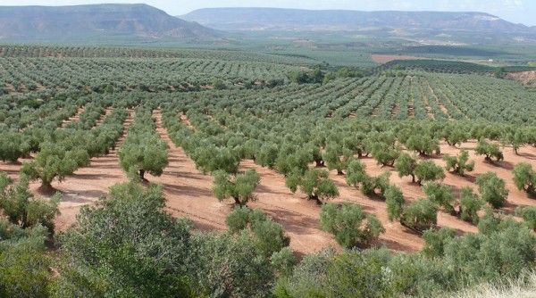 Buen camino para que el “mar de olivos” sea Patrimonio Mundial