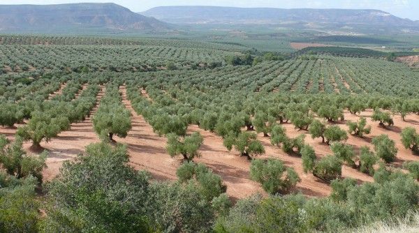 El aforo de la cosecha de aceituna prevé una campaña ligeramente mayor a la pasada