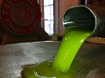 El primer aceite…y el orgullo de los 66 millones de olivos