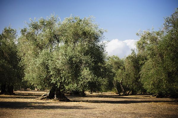 El genoma del olivo, gran noticia