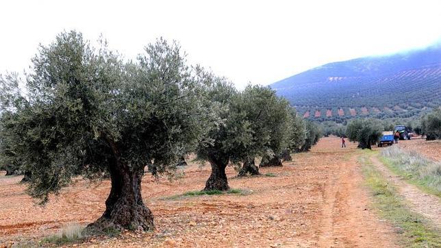 ¿Quién ha robado a Jaén 272 millones de la PAC?