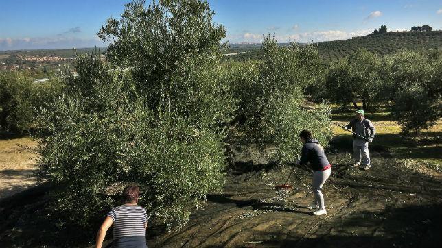 Jaén recoge su aceituna y espera el aguinaldo de Europa