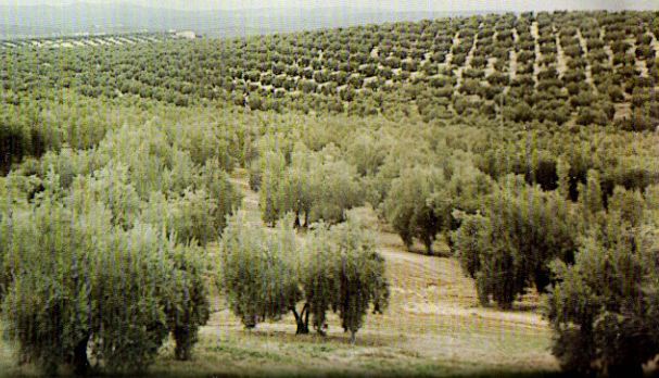 España sigue teniendo los olivares más productivos, según un estudio de la UNIA