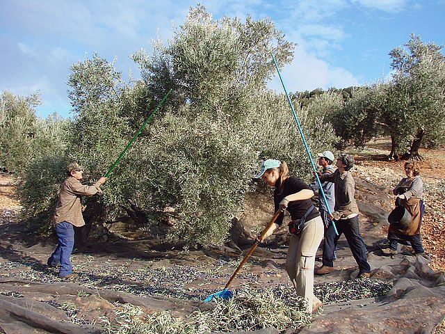 CRÓNICA DEL DÍA: LA PROVINCIA DONDE MÁS BAJA EL PARO, GRACIAS A LA ACEITUNA!!!.