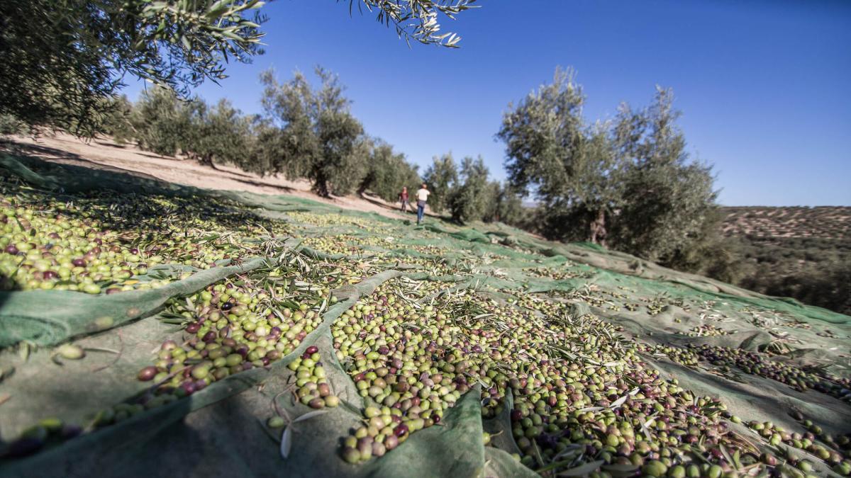 El aforo de producción del olivar