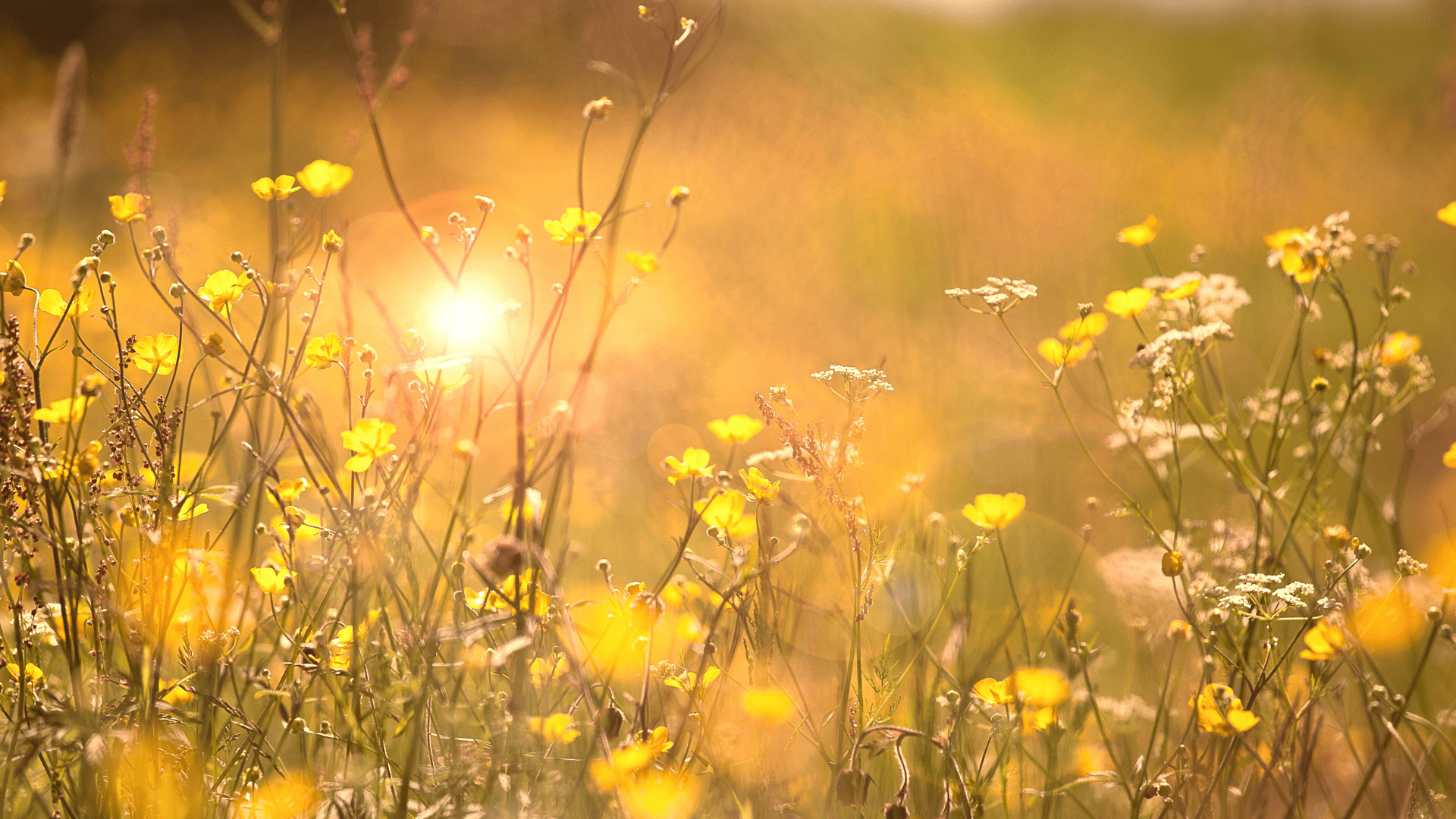 “Que la vida sea tan hermosa como las flores del verano y la muerte tan bella como las hojas del otoño”