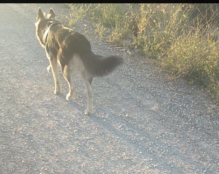 Mucho más que un perro