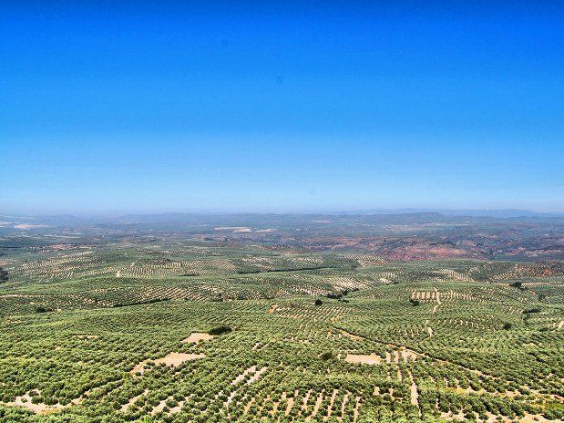 Jaén no es solo olivos