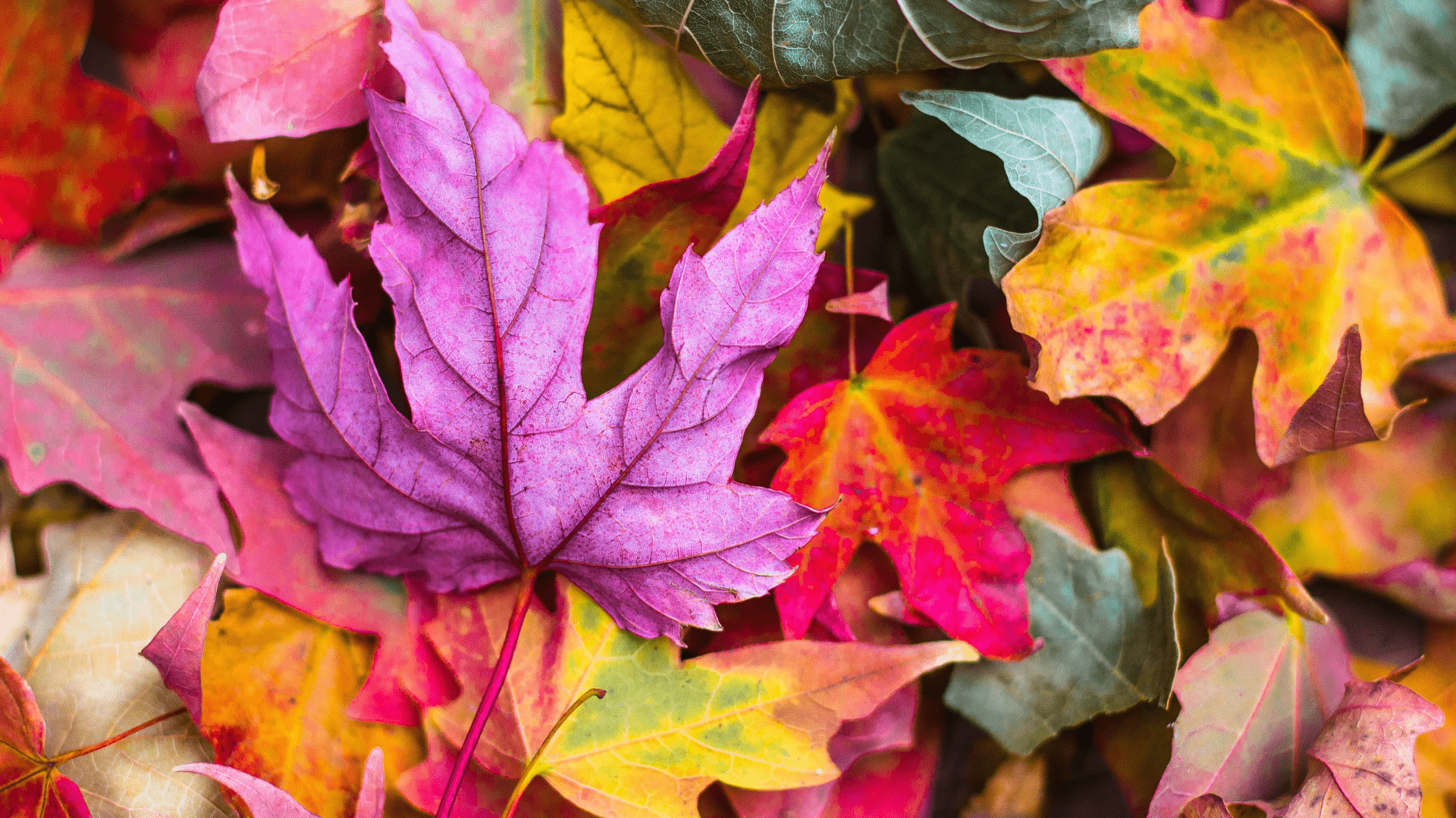 “No temas al otoño, si ha venido. Aunque caiga la flor, queda la rama”