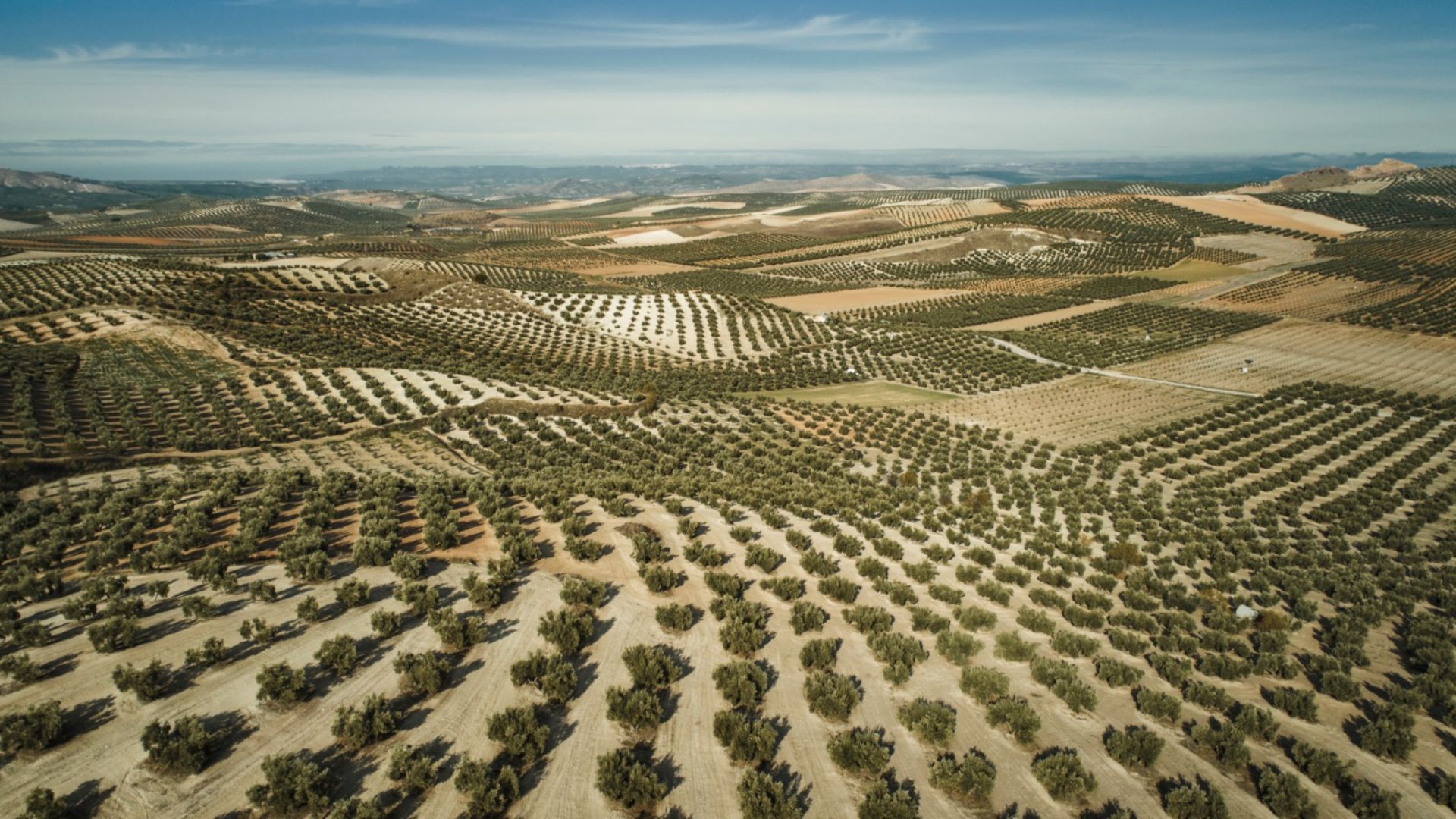 Un suceso que estremece a la ciudad, la retirada del Expediente de Paisajes del Olivar…y todo lo demás