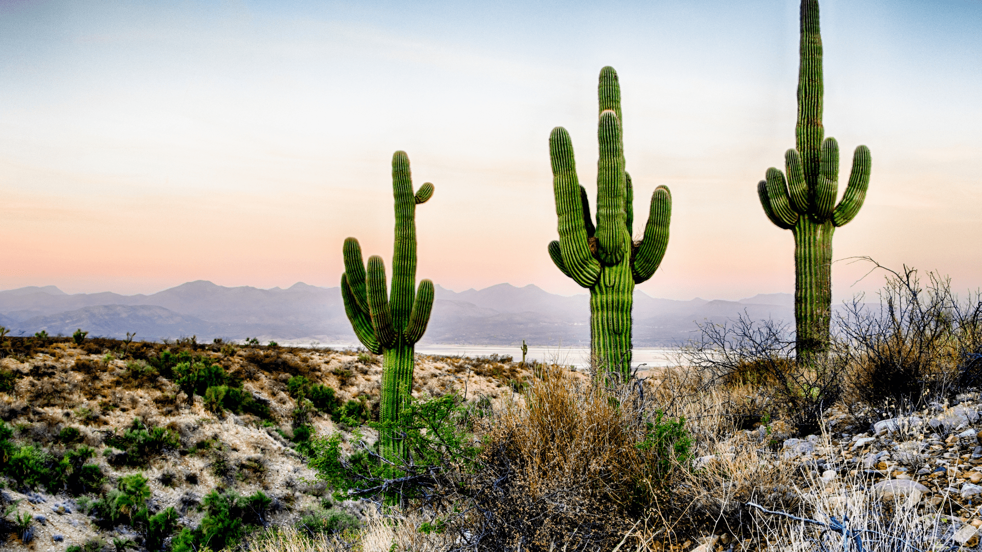 Hay que ser como un cactus