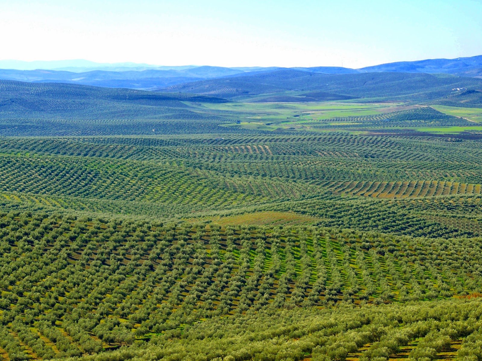 Paisajes del Olivar de Andalucía (y II): Reflexión crítica sobre el frustrado intento de inscripción en la Lista del Patrimonio Mundial