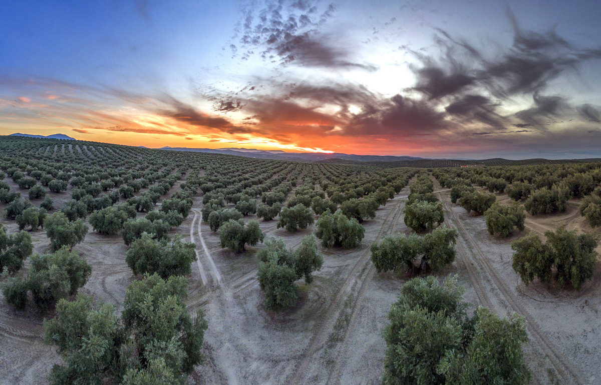 Paisajes del Olivar de Andalucía (I): Reflexión crítica sobre el frustrado intento de inscripción en la Lista del Patrimonio Mundial