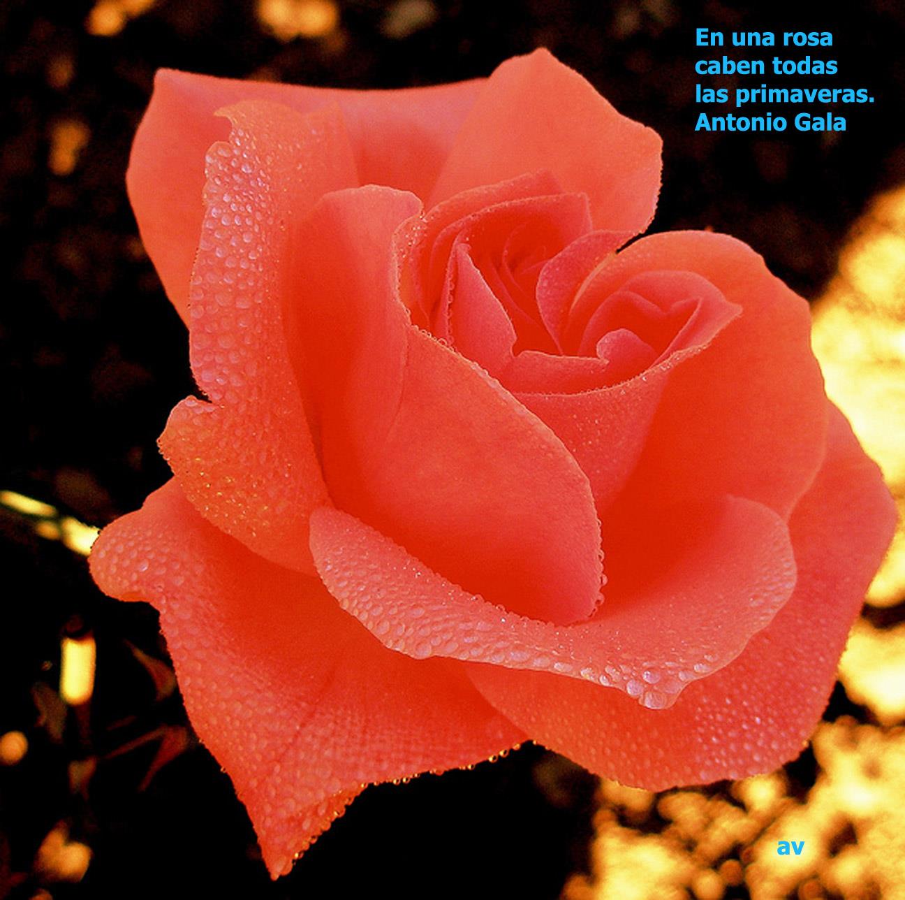 «En una rosa caben todas las primaveras»