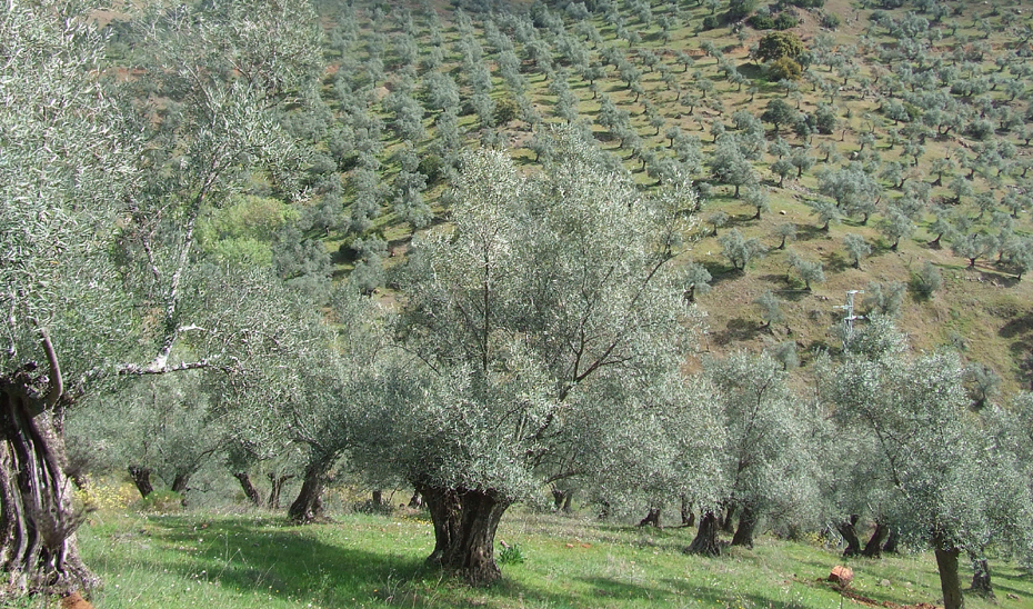 Paisajes del Olivar, RIP