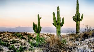 «Hay que ser como un cactus»