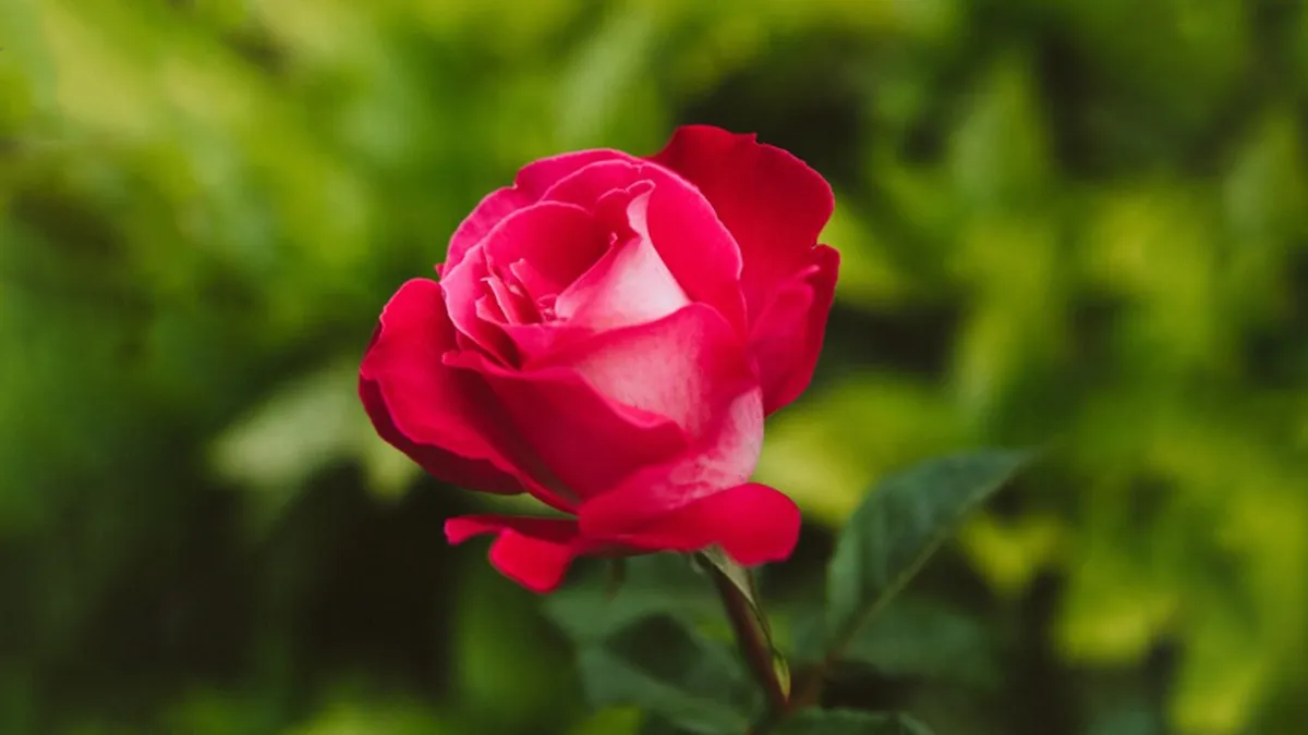 «En una rosa caben todas las primaveras»