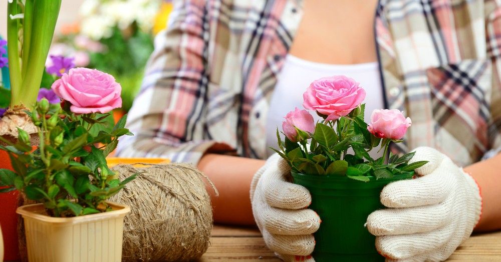 “Jamás lloverá rosas; cuando queramos tener más de ellas, tendremos que plantarlas”
