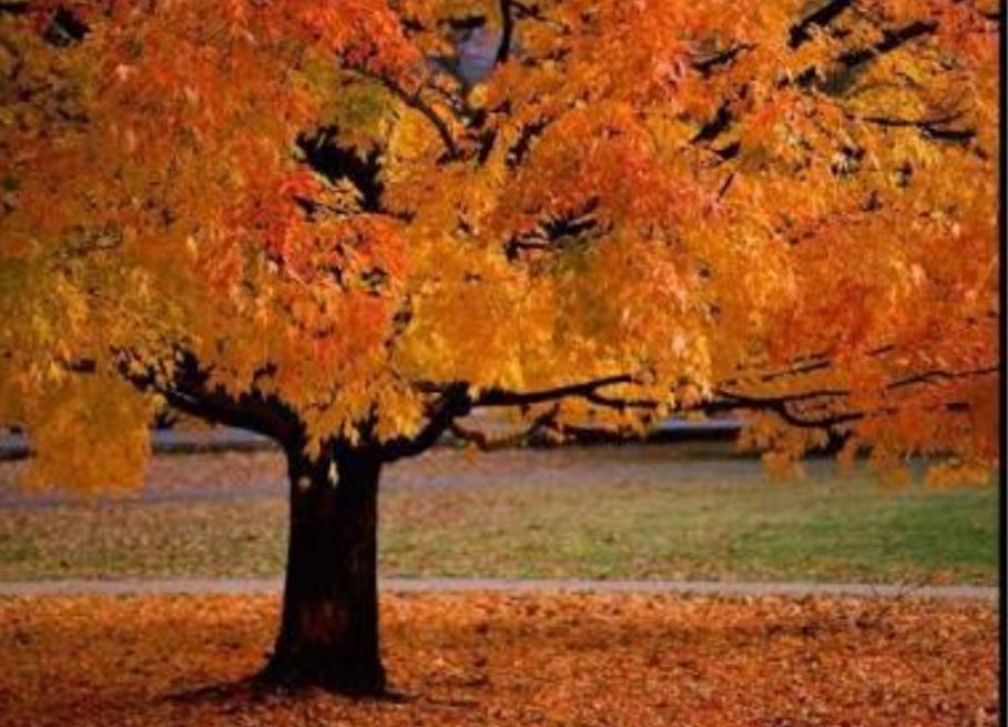 “No temas al otoño, si ha venido. Aunque caiga la flor, queda la rama”